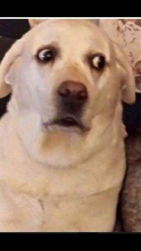 dog surprised gif|worried dog meme.